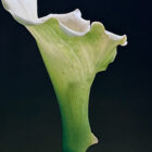 Mapplethorpe Calla Lily 1988 Dye Transfer 30 x 30-04