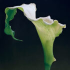 Mapplethorpe Calla Lily 1988 Dye Transfer 30 x 30-04