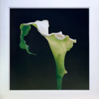 Mapplethorpe Calla Lily 1988 Dye Transfer 30 x 30-04