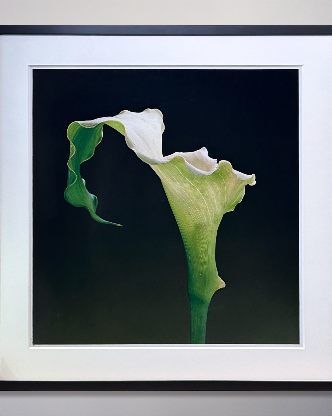 Mapplethorpe Calla Lily 1988 Dye Transfer 30 x 30-04