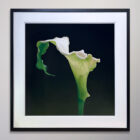 Mapplethorpe Calla Lily 1988 Dye Transfer 30 x 30-04