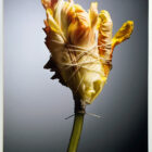 Parrot Tulip Photograph Craig McDean 23 x 28