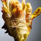 Parrot Tulip Photograph Craig McDean 23 x 28