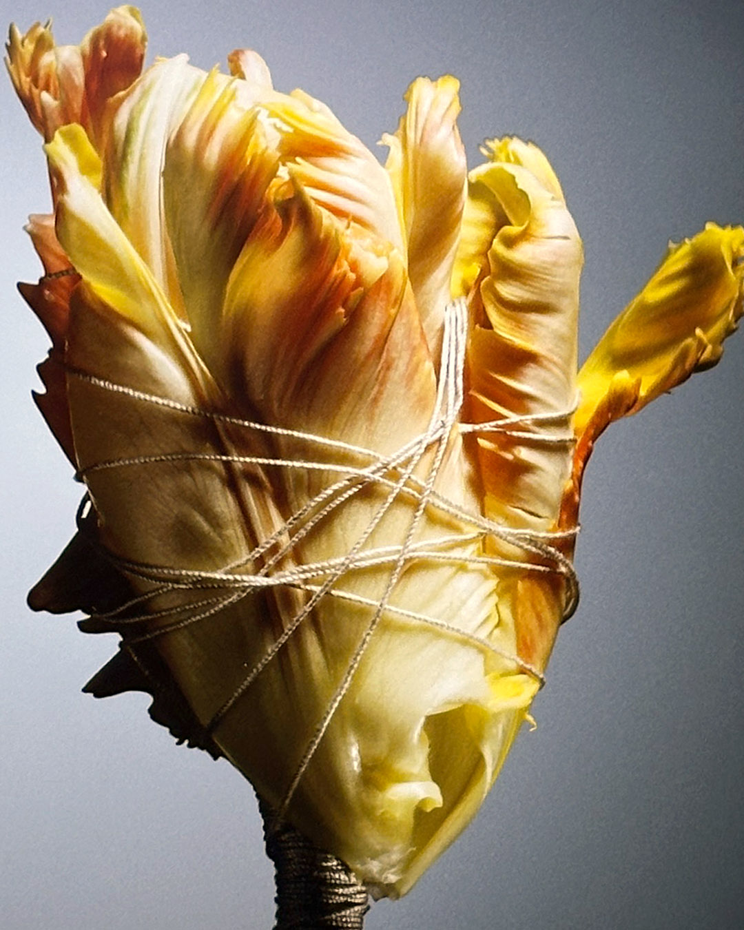 Parrot Tulip Photograph Craig McDean 23 x 28