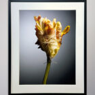 Parrot Tulip Photograph Craig McDean 23 x 28