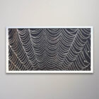 Dew on a Spider Web 1910 Wilson Bentley 16 x 30-2